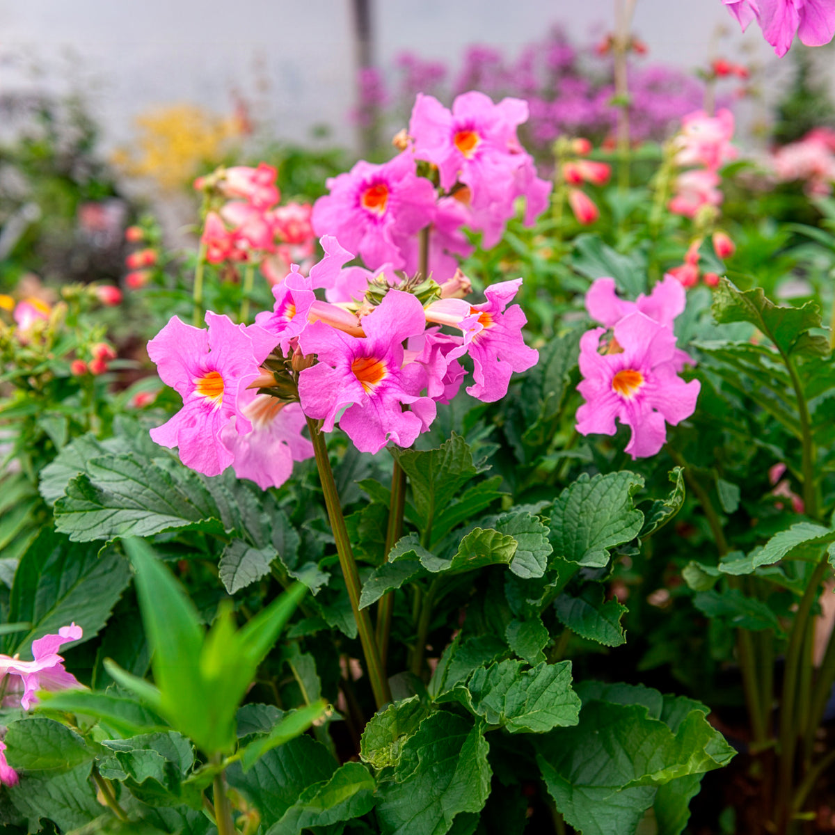 Yunnan-Freilandgloxinie