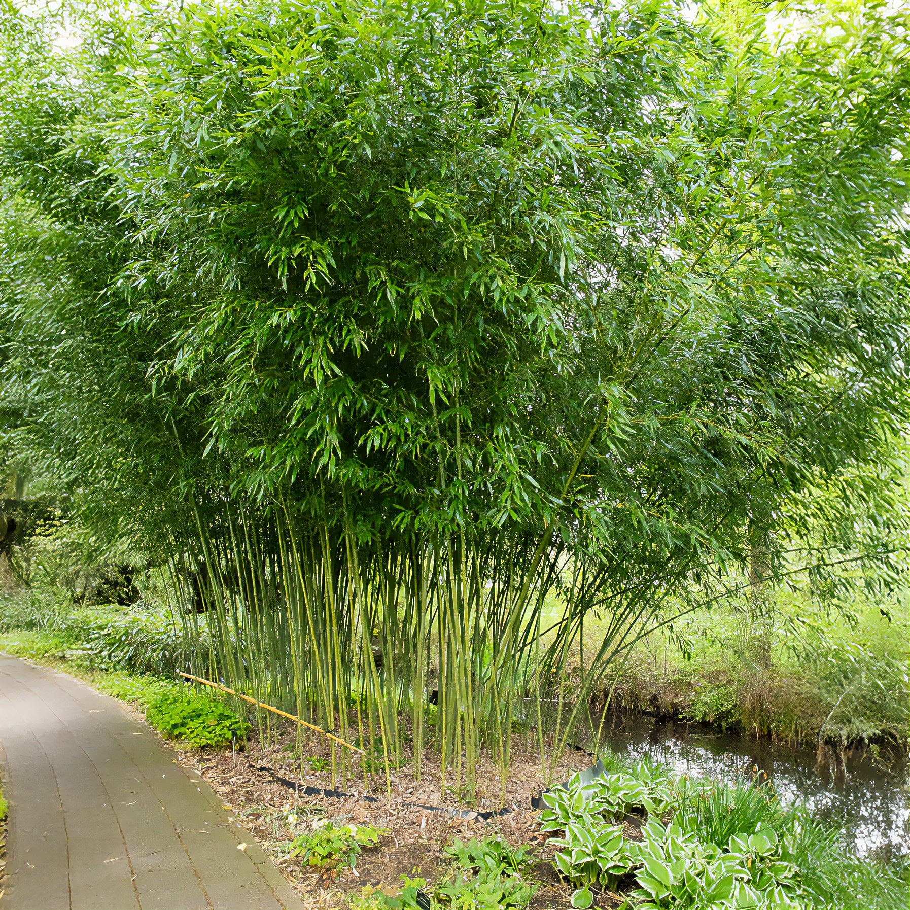 Bisset-Bambus - Phyllostachys bissetii