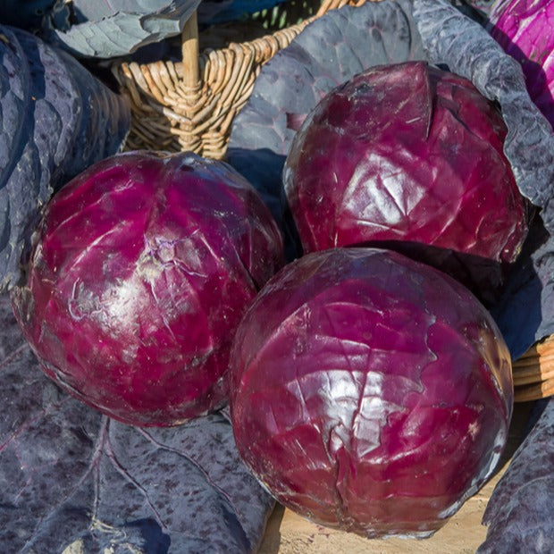 Saatgut Rotkohl 'Tete Noire 3' - Brassica oleracea capitata tête noire 3