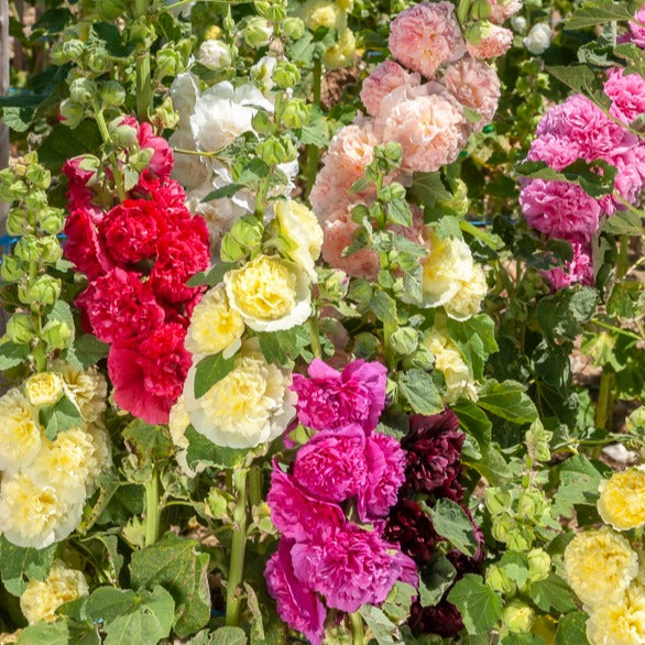 Alcea Rosea Mischung — Bunte Stockrosen-Samen Für Den Garten | Bis 180 Cm Hoch, Bienenfreundlich