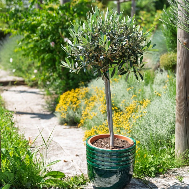 Olivenbaum auf Stamm - Olea europaea