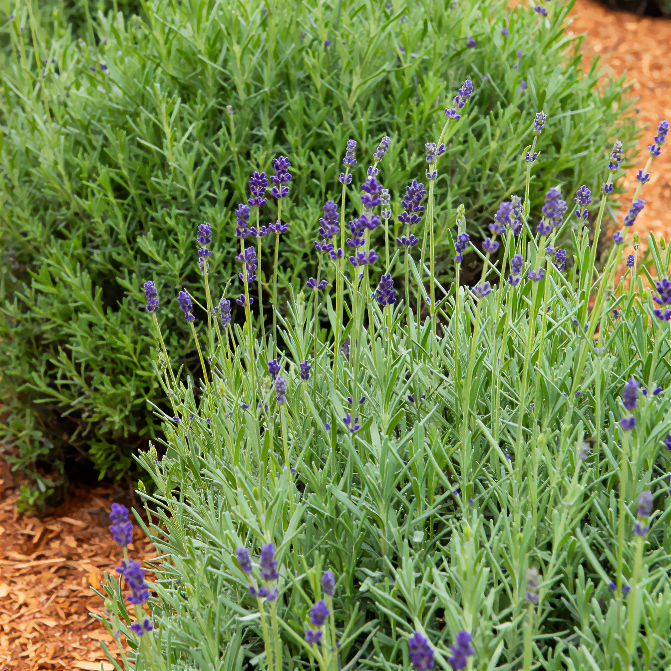 Lavendel-Kollektion 'Ardche' (x3) - Lavandula angustifolia ardeche |  Bakker.com