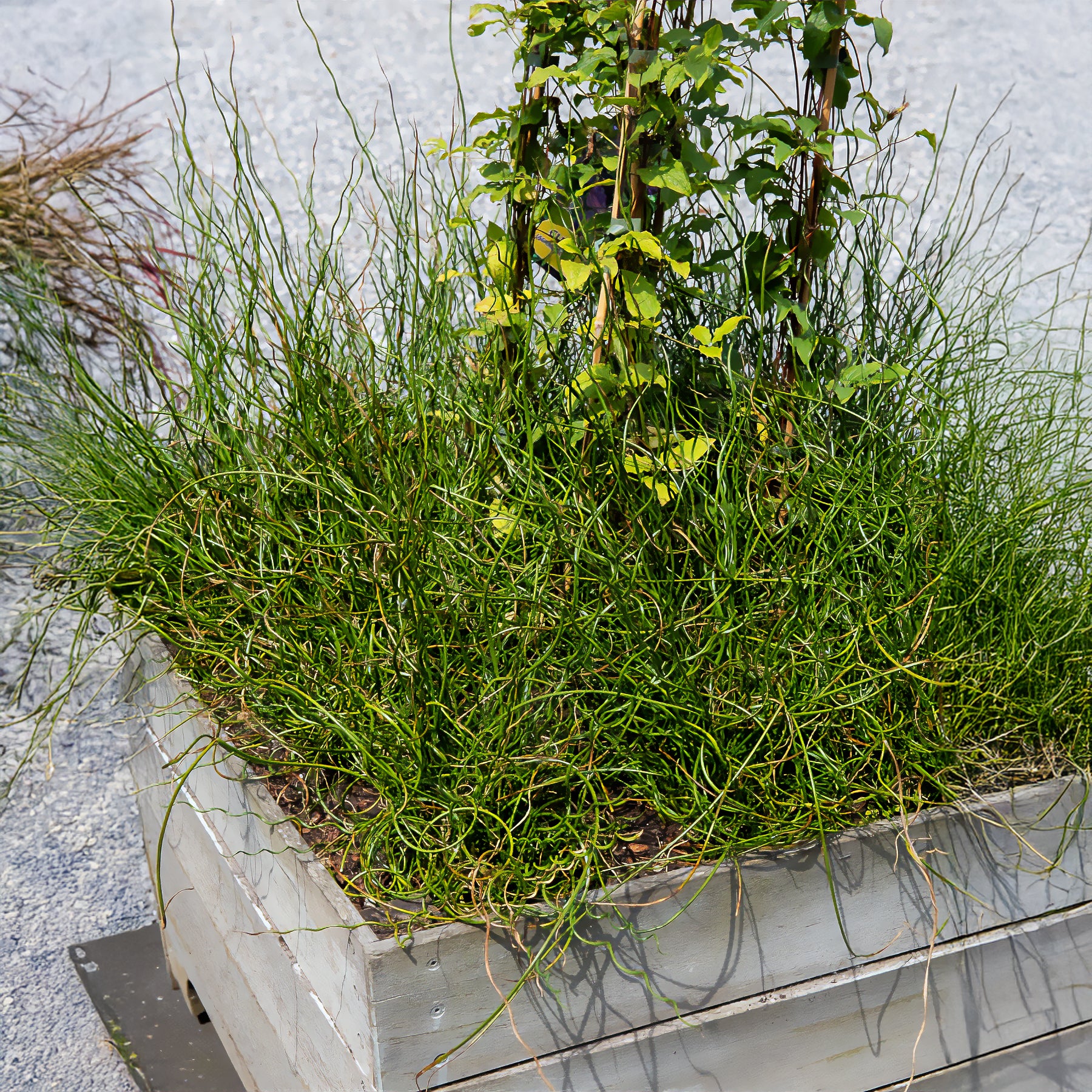 Sparrige Binse Spiralis - Juncus effusus spiralis
