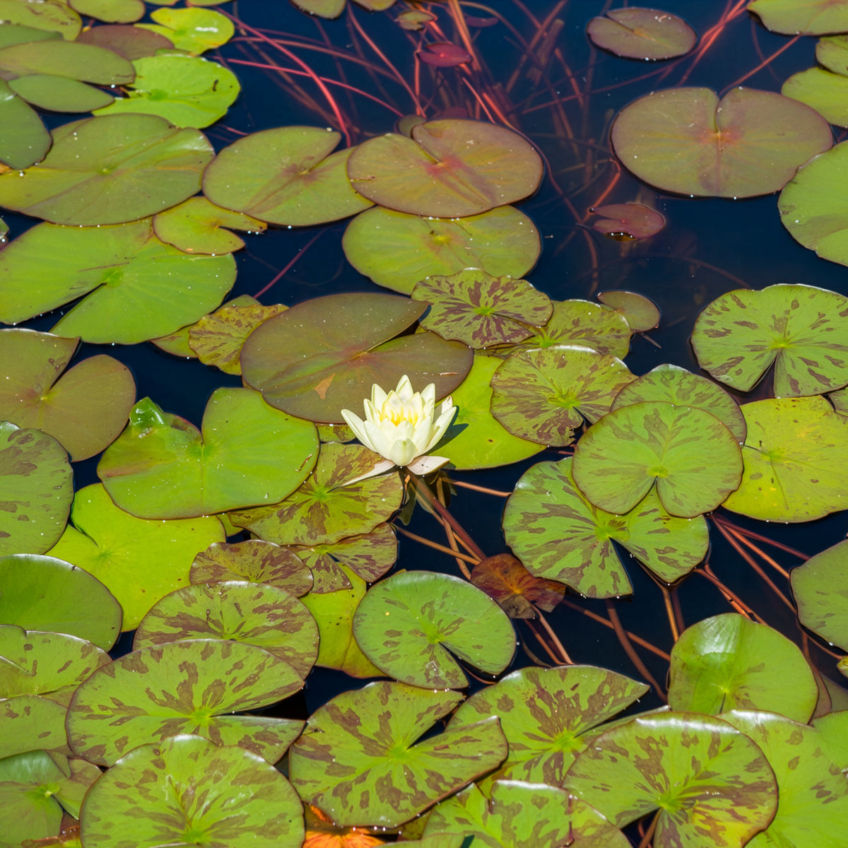 Verkauf Seerose 'Marliacea Chromatella' - Nymphaea marliacea Chromatella