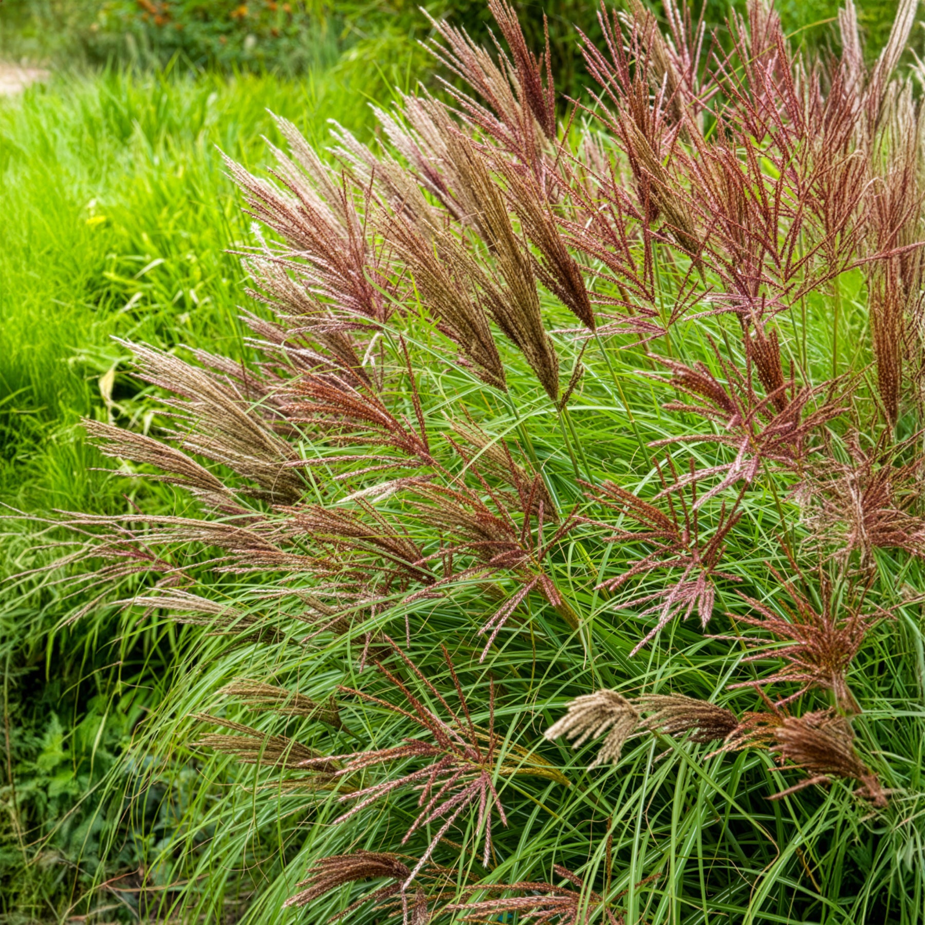dünger chinaschilf Chinaschilf Red Chief - Miscanthus sinensis Red Chief
