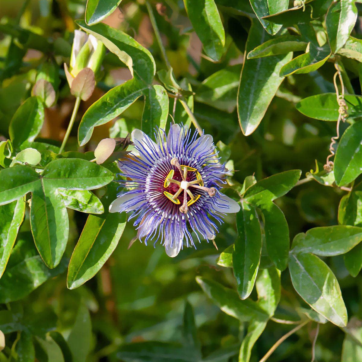 Passionsblume 'Purple Rain' - Passiflora purple rain - Bakker