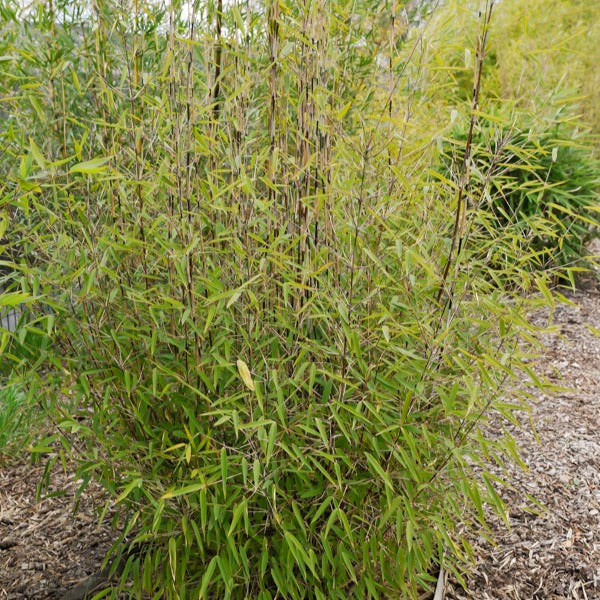 Gartenbambus 'Volcano' - Fargesia nitida 'volcano' - Bakker