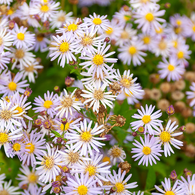 astern düngen Zwergaster 'Asran' - Aster ageratoides Asran