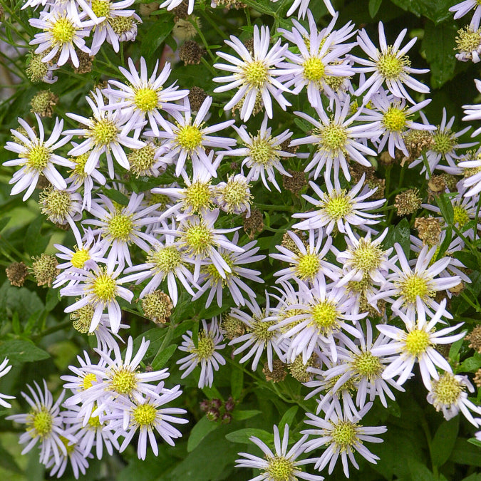 Zwergaster 'Asran' - Aster ageratoides Asran