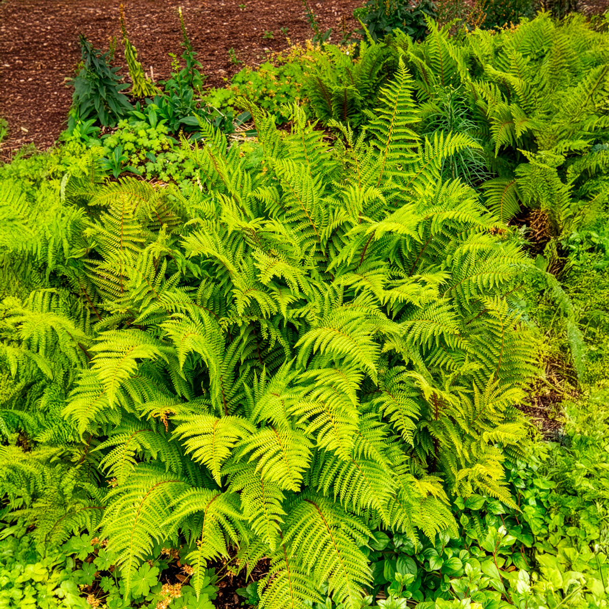 Stauden - Grannen-Schildfarn 'Herrenhausen' - Polystichum setiferum Herrenhausen
