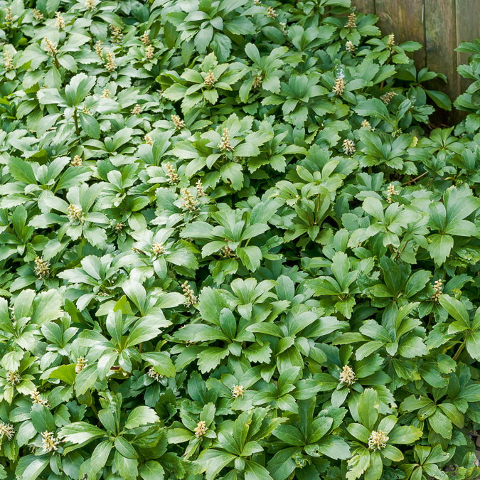 Dickmännchen 'Green Carpet' - Pachysandra terminalis Green Carpet