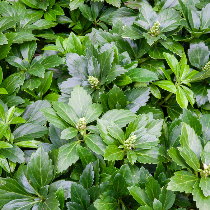 Dickmännchen 'Green Carpet' - Pachysandra terminalis Green Carpet