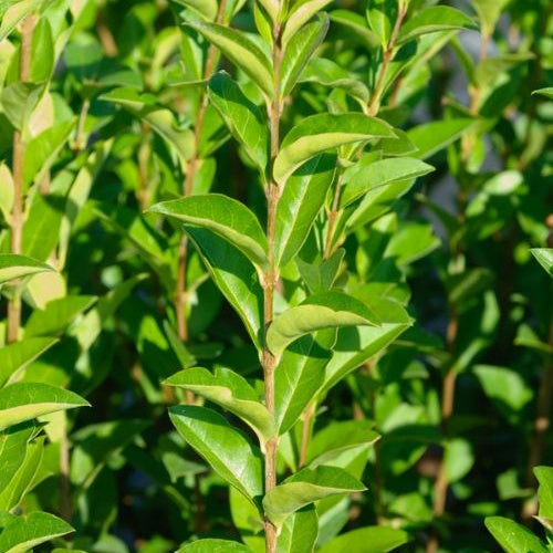 Kalifornischer Liguster - Ligustrum ovalifolium