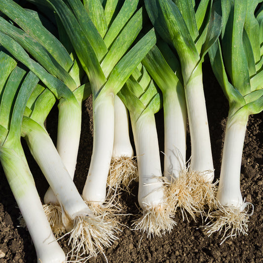 Lauch Allium porrum 'De Carentan 2' - Bakker