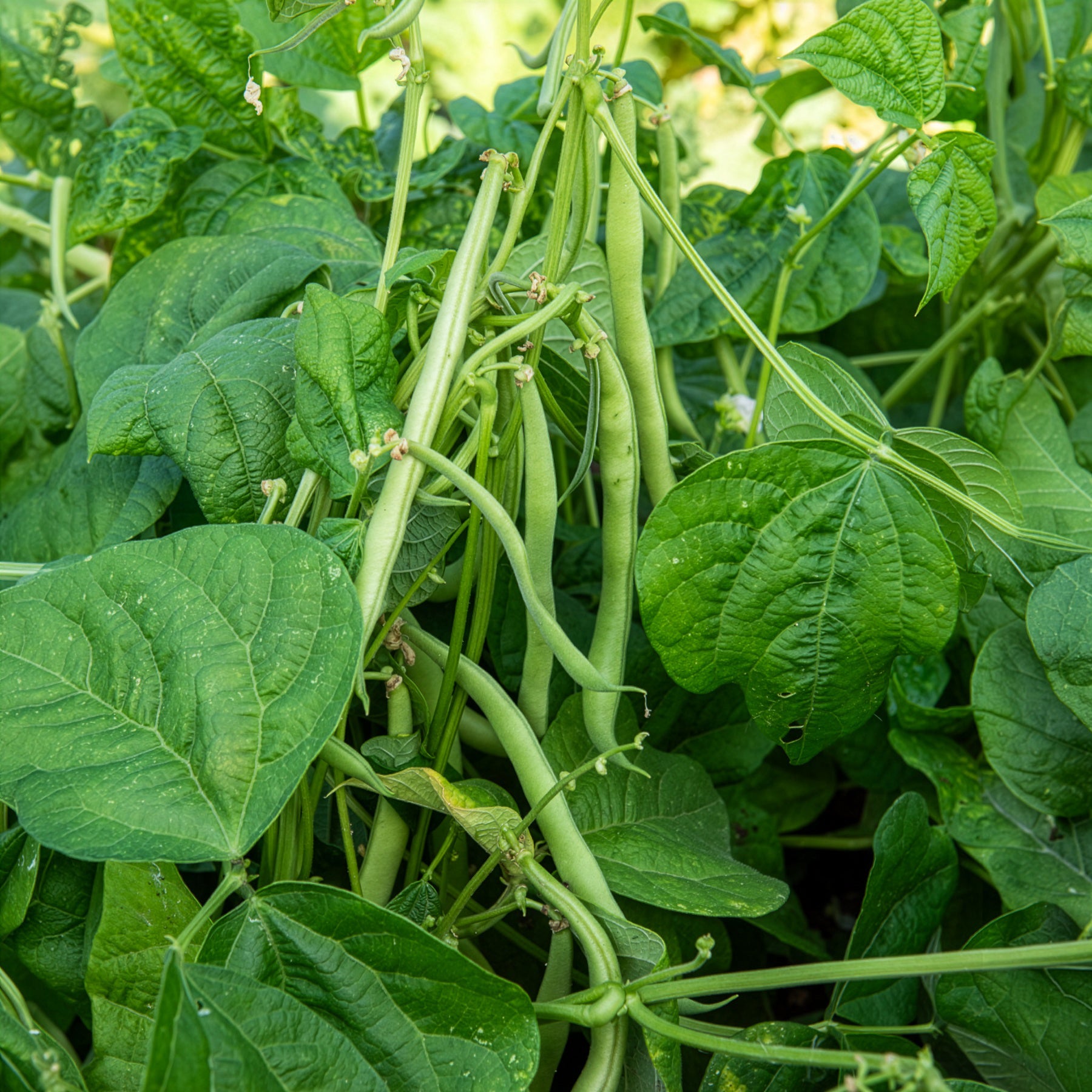 Saatgut Buschbohne 'Maxi' - Phaseolus vulgaris maxi