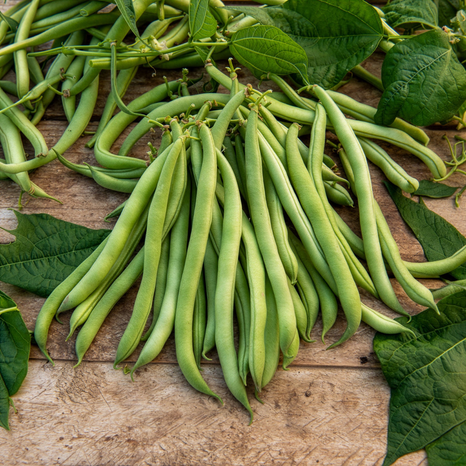 Saatgut Buschbohne 'Maxi' - Phaseolus vulgaris maxi