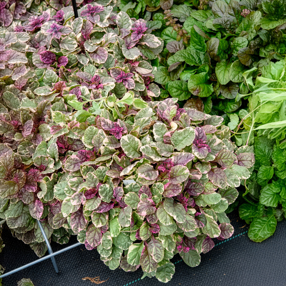 Ajuga reptans Burgundy Glow - Mehrfarbiger Günsel Burgundy Glow - Gundermann