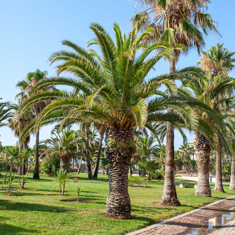 Kanarische Dattelpalme - Phoenix canariensis