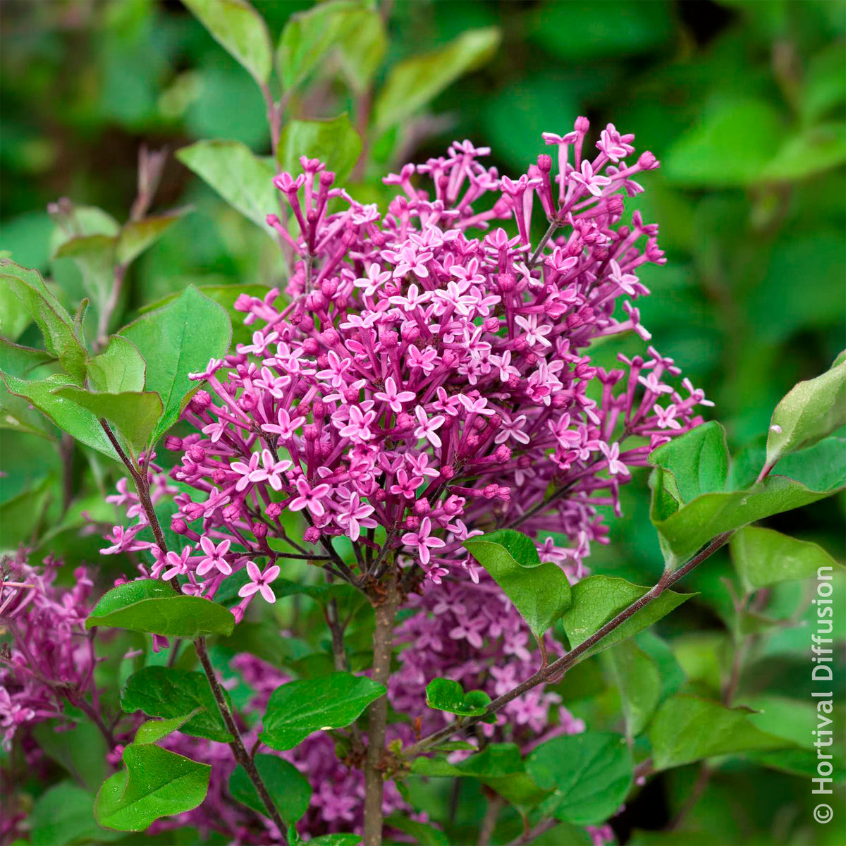 Verkauf Herbstflieder 'Dark Purple'