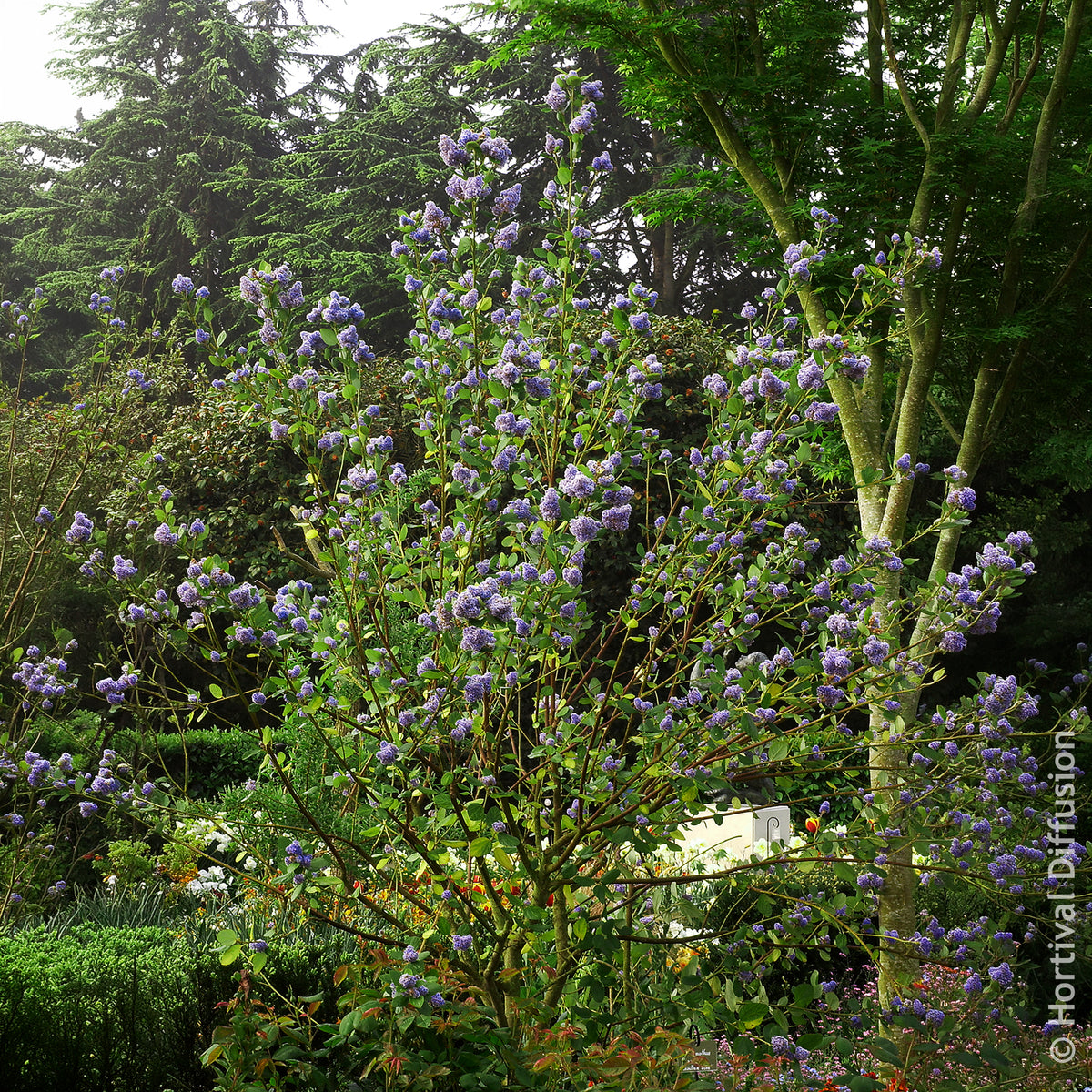 Säckelblume - Säckelblume Trewithen Blue - Ceanothus arboreus Trewithen Blue