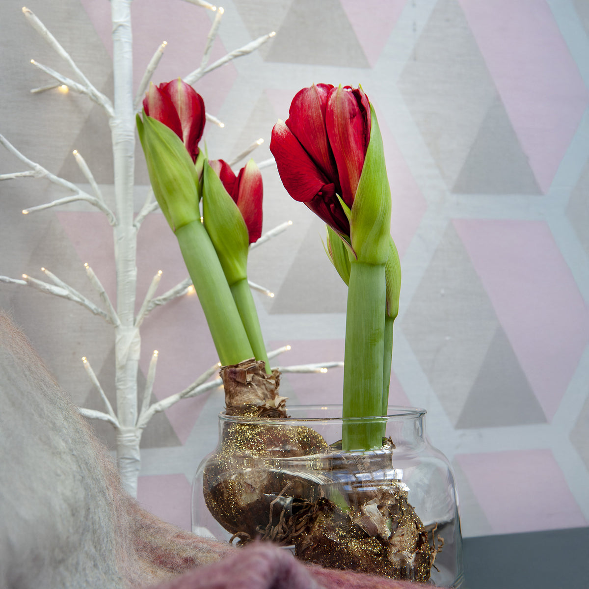 Wachs Amaryllis Magic Rosé Gold - Amaryllis Magic Rosé Gold - Bakker