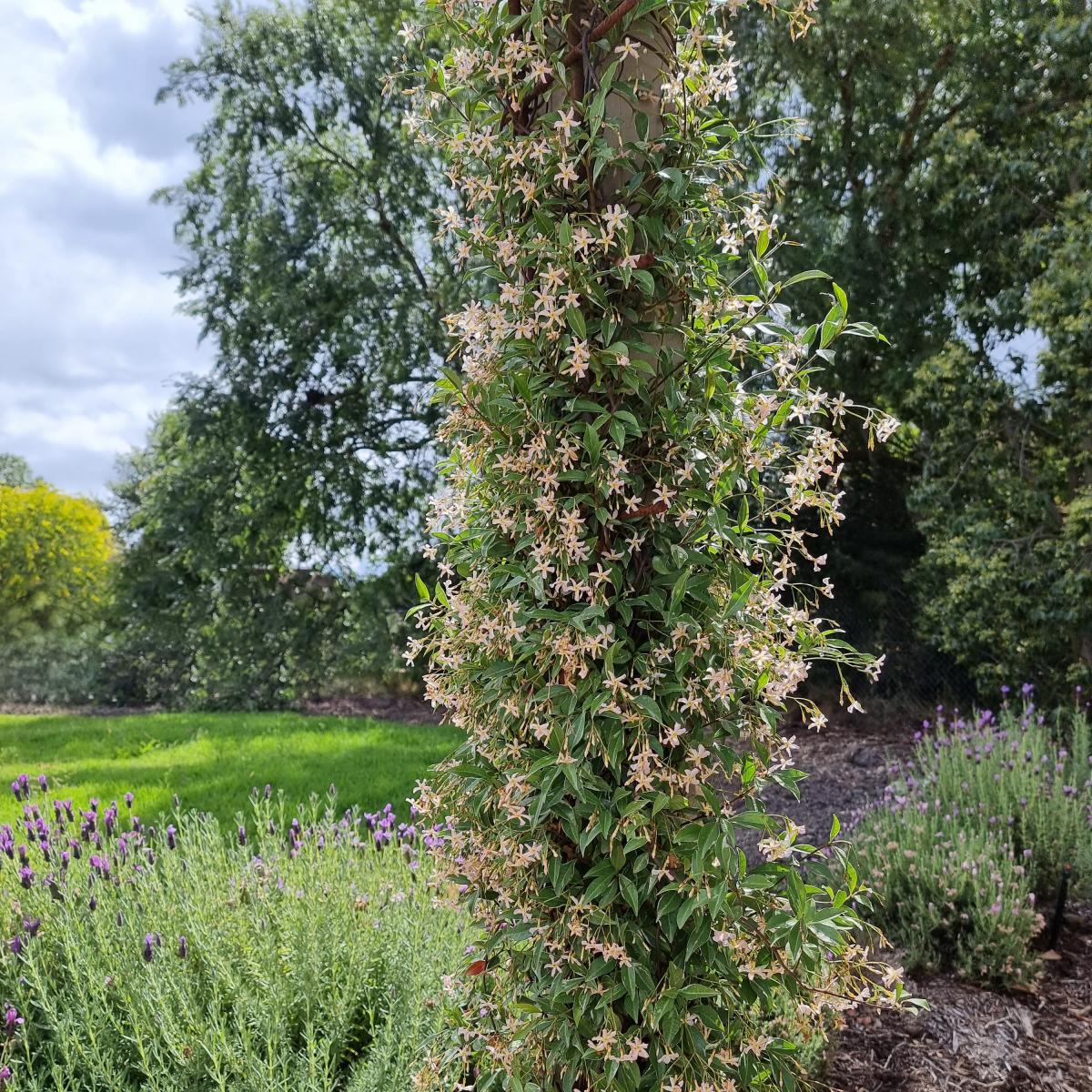 Sternjasmin - Trachelospermum - Sternjasmin ‘Star of Milano’® - Trachelospermum asiaticum Star of Milano ®