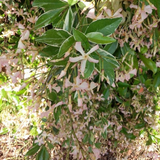 Sternjasmin Asiaticum Star of Milano® - Bakker