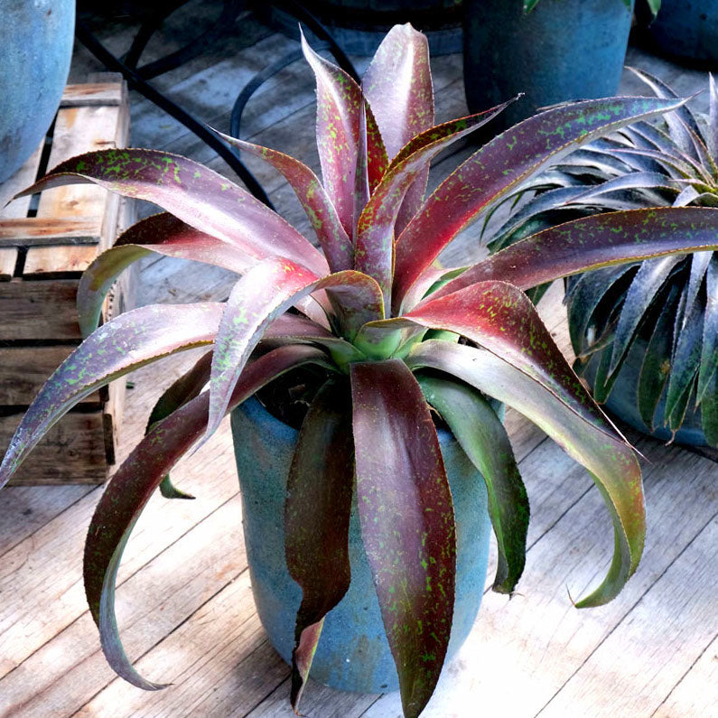 Mangave Mission to Mars® - Agave manfredii Mission to Mars ® (Mangave)