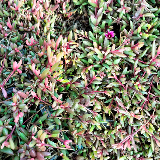 Mittagsblume Desert Dancers® Red - Bakker