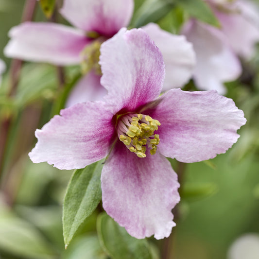 Gartenjasmin Petite Perfume® Pink - Bakker