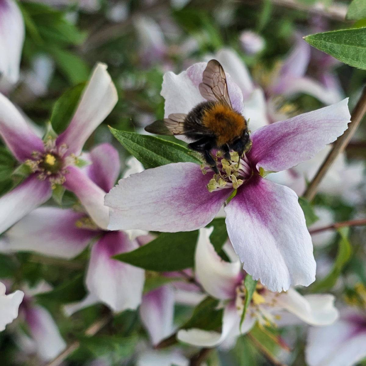 Blühende Sträucher - Gartenjasmin Petite Perfume® Pink - PHILADELPHUS coronarius Petite Perfume Pink ®