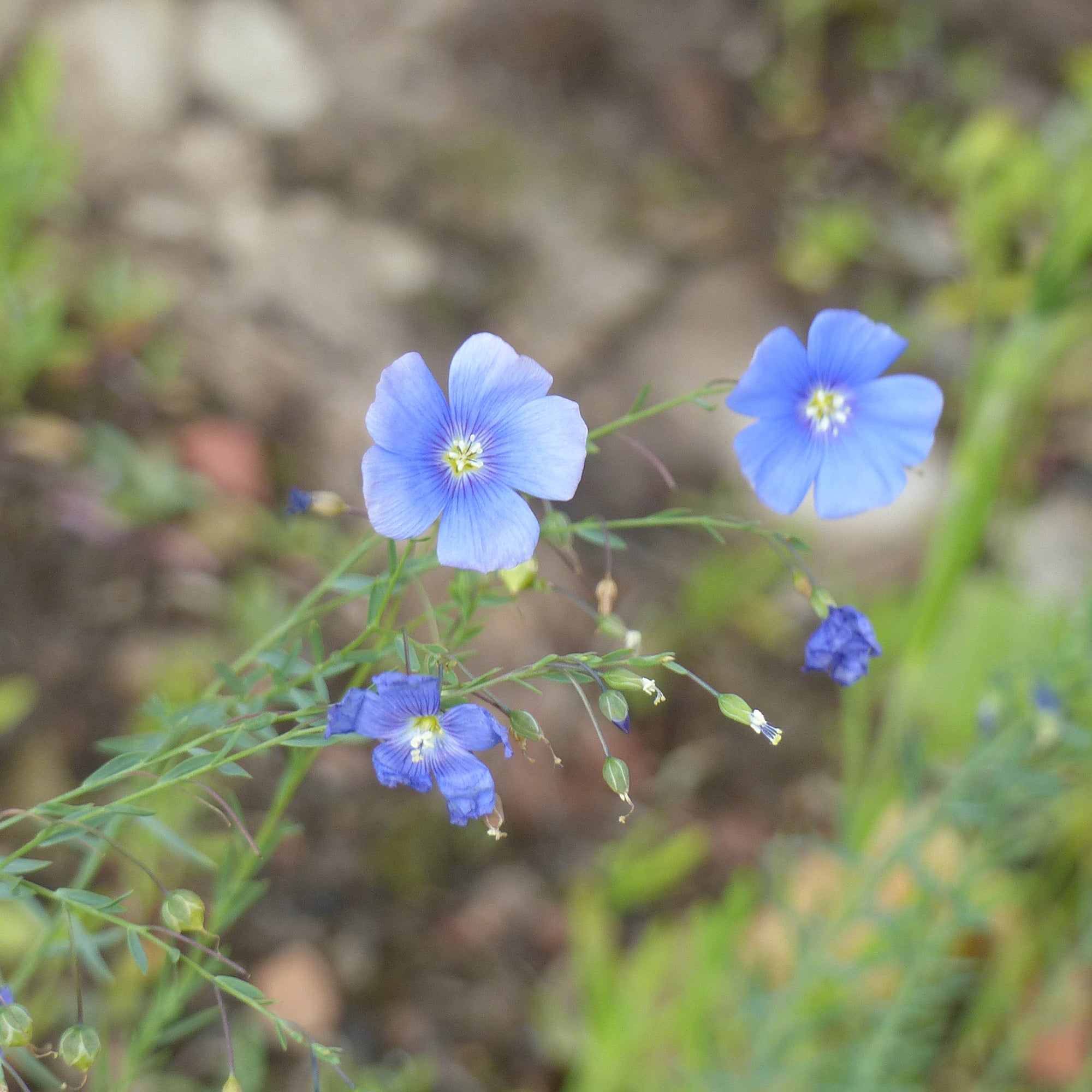 Saatgut Blauer Stauden-Lein - Linum perenne