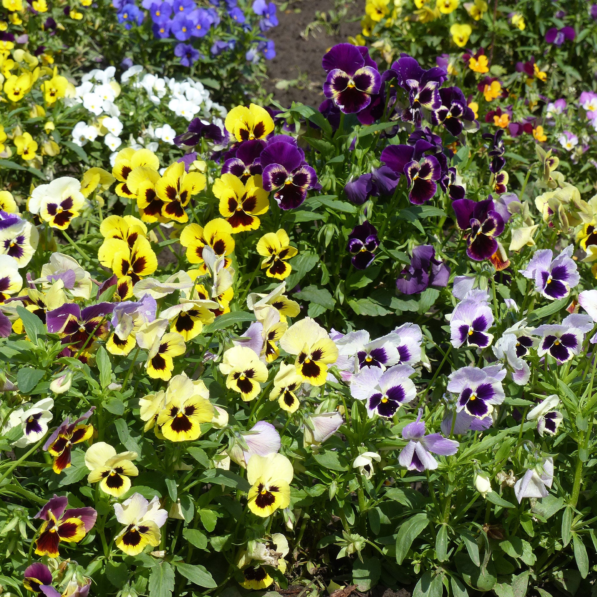 Saatgut Stiefmütterchen Mischung - Viola wittrockiana