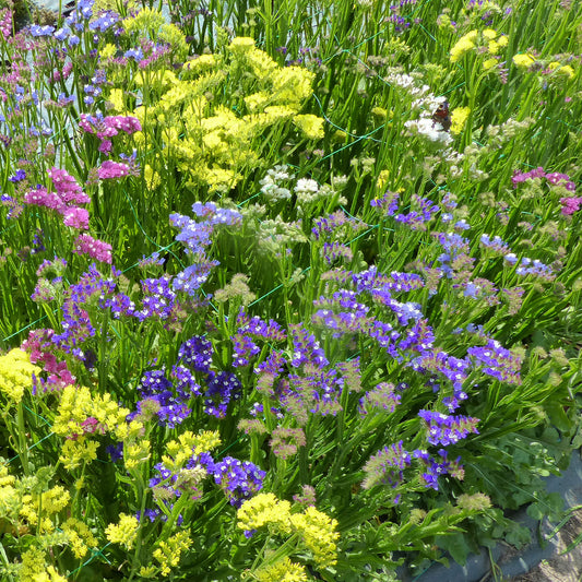 Strandflieder Mischung - Bakker