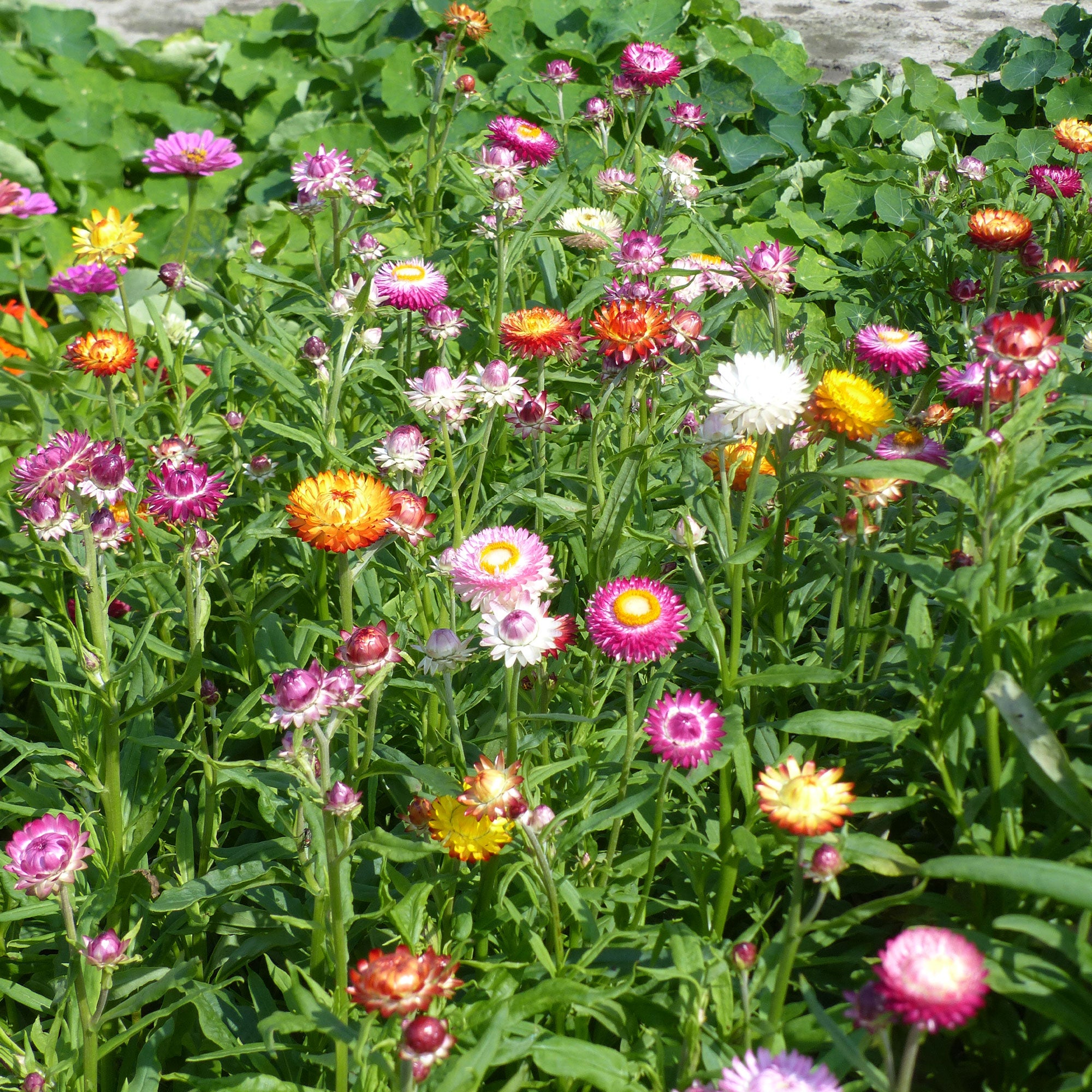 Saatgut Strohblumen Mischung - Xerochrysum bracteatum