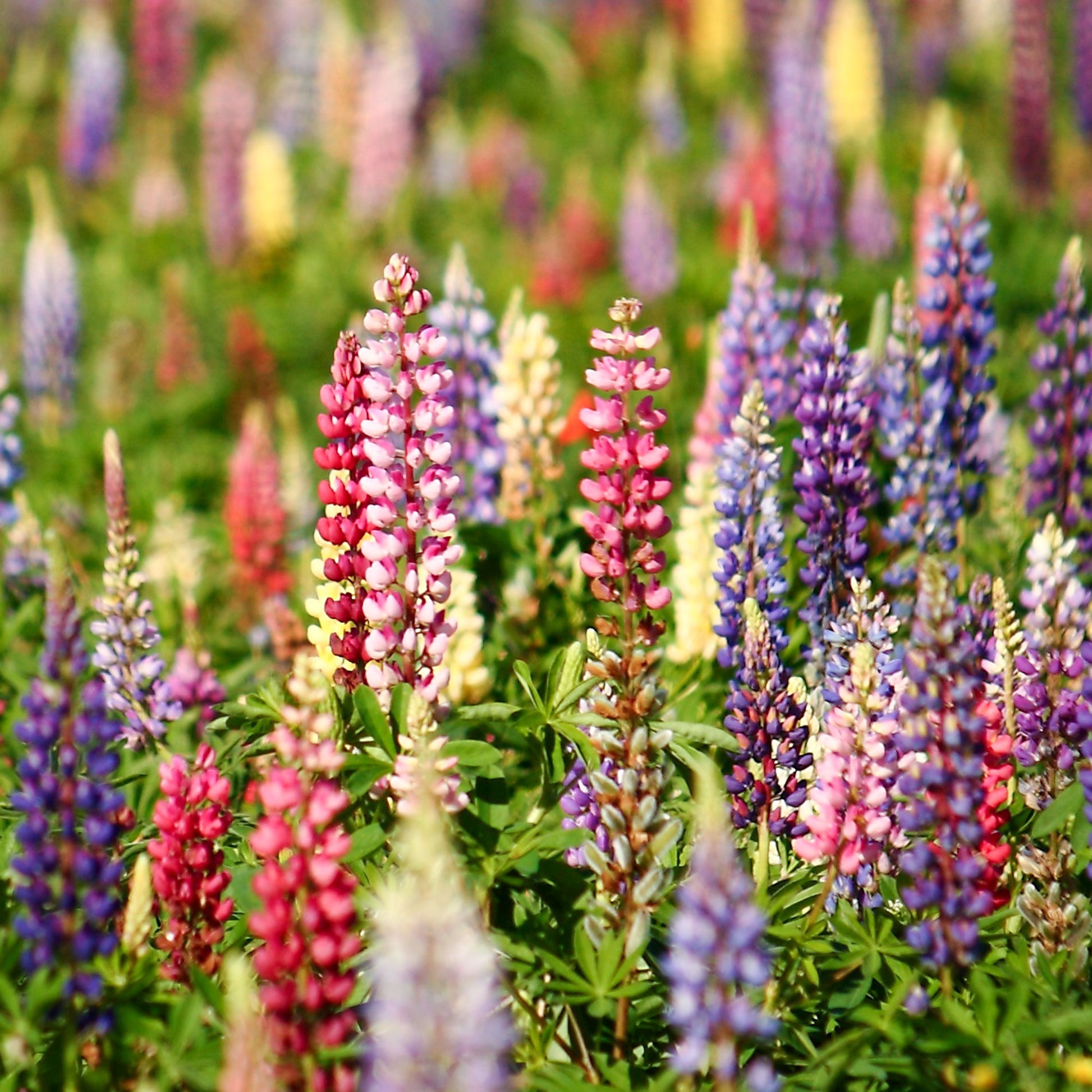 Lupinen Russel Hybriden Mischung - Lupinus hybrid Russell - Bakker