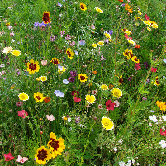 Spezialmischung für trockene Böden - Bakker