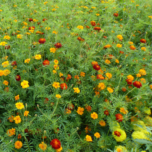 Nematodenabweisende Nelkenmischung - Bakker
