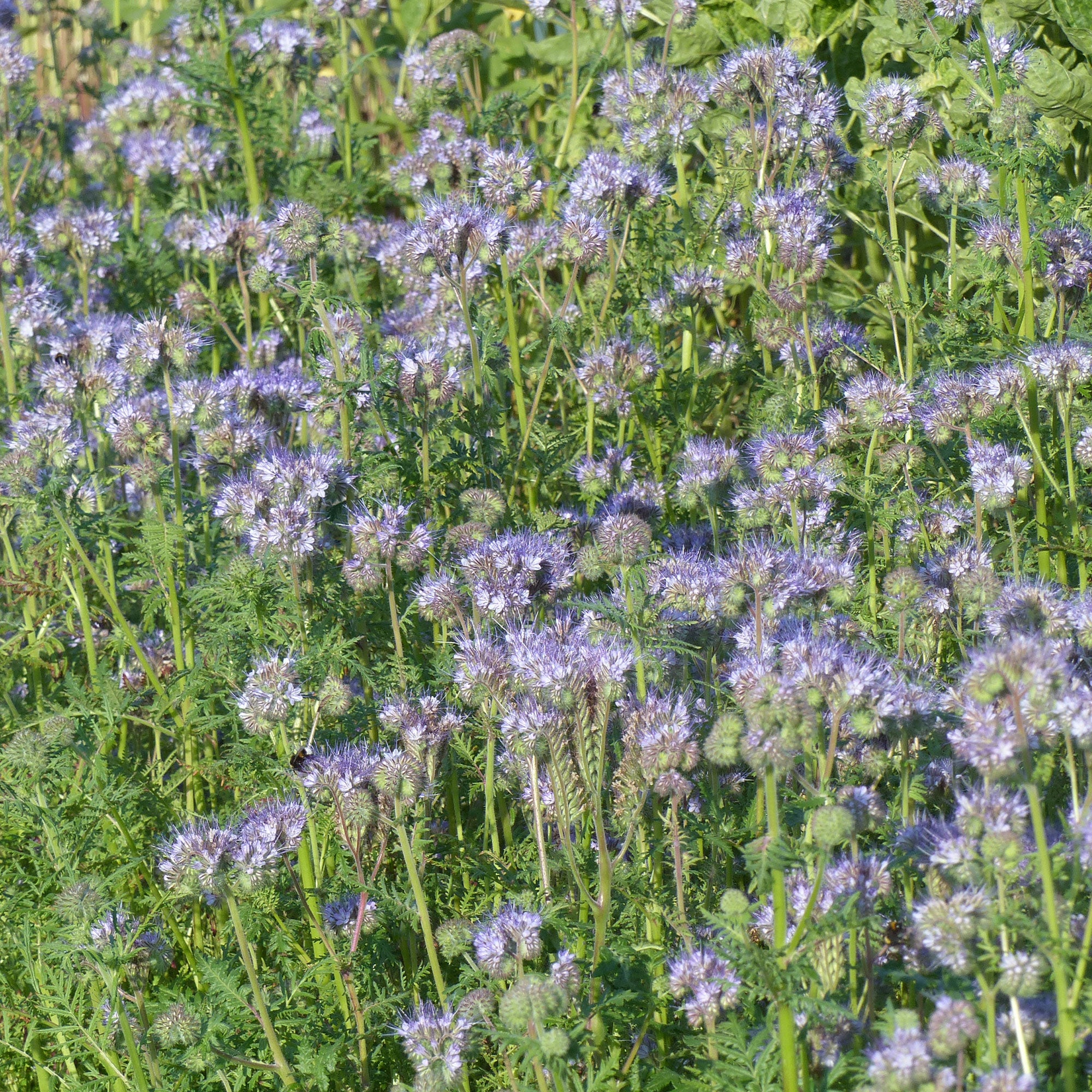 Saatgut Bienenweide Phacelia tanacetifolia - Phacelia tanacetifolia