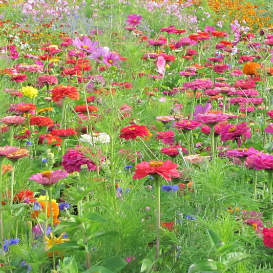 Spezielle Blumenmischung Schnittblumen - Bakker