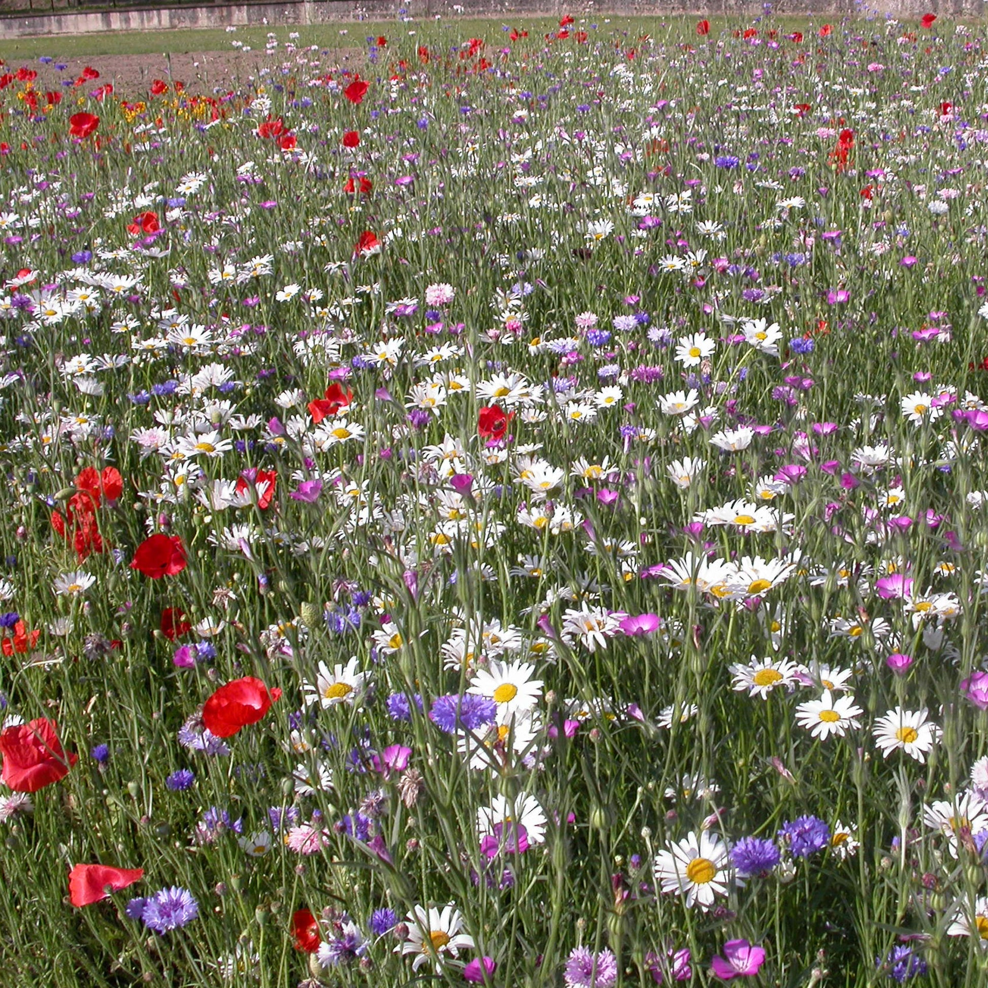 Feldblumenmischung - Mélange fleurs des champs - Bakker