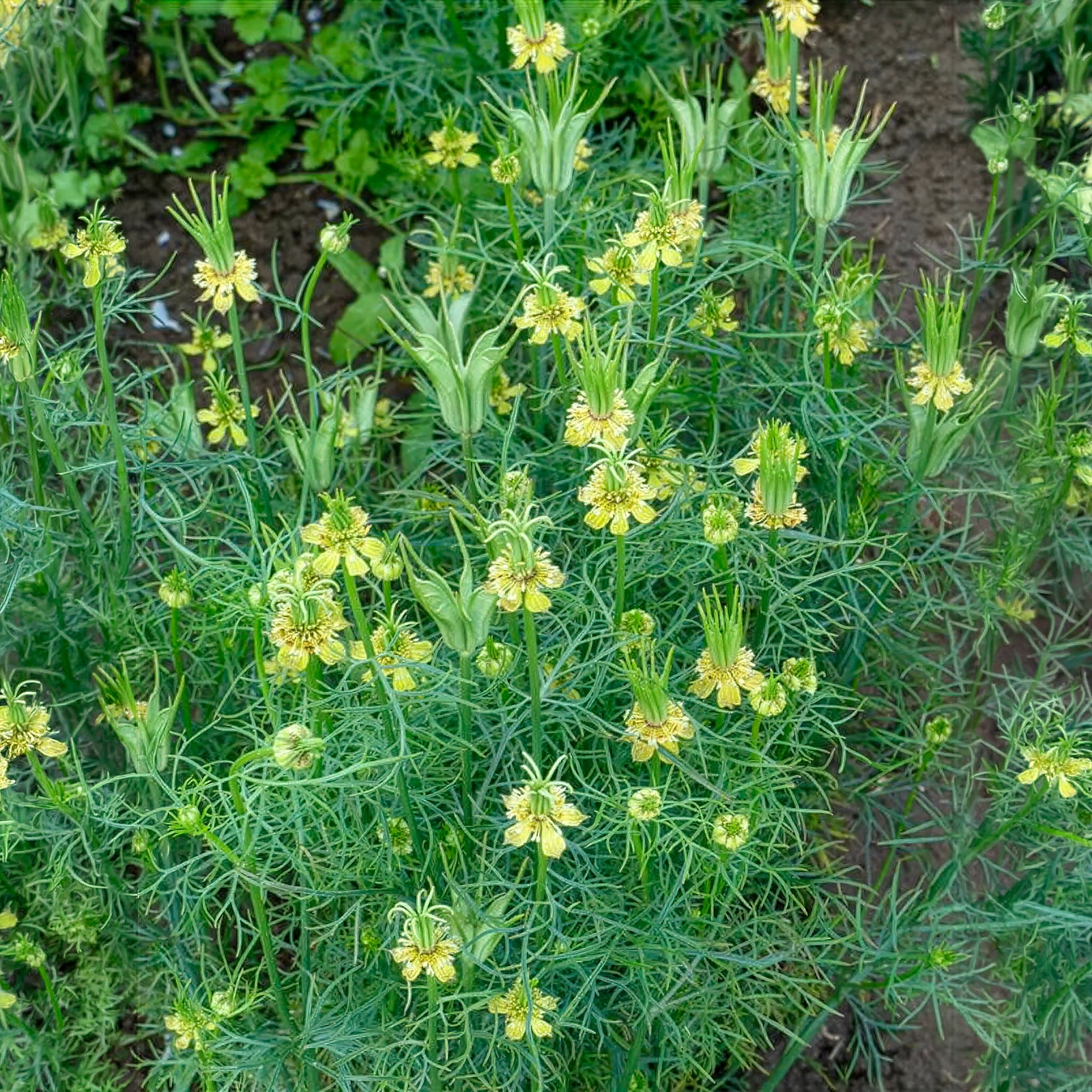 Saatgut Orientalischer Schwarzkümmel Transformer - Nigella orientalis  Transformer