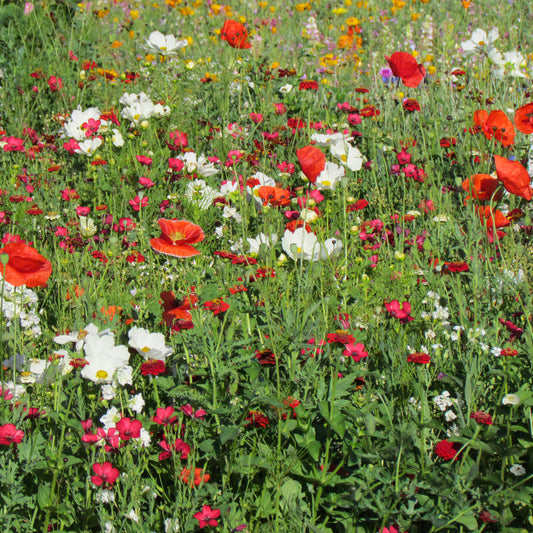 Blütenmischung Vanille-Erdbeere - Bakker