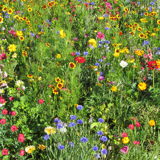Sommerblumen-Mix multicolour - Bakker