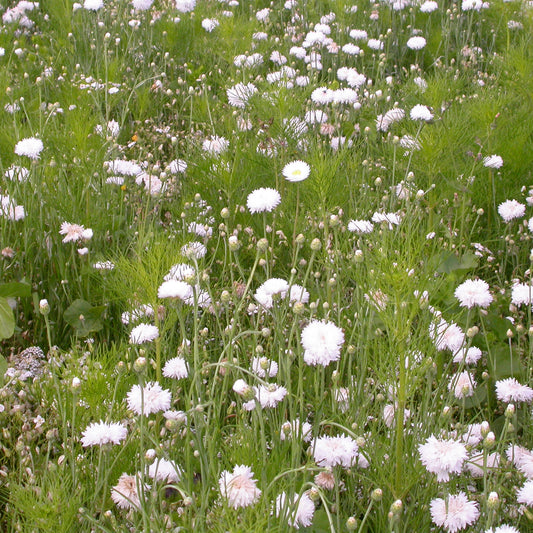 Cremefarbene Blütenmischung - Bakker