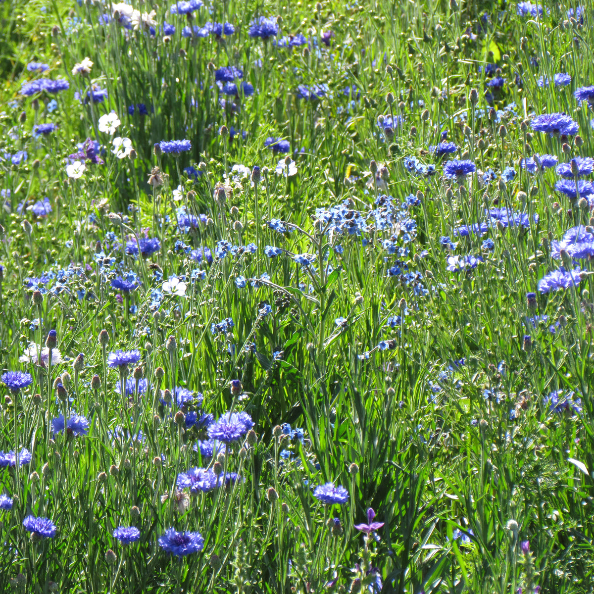 Blaue Blütenmischung - Bakker