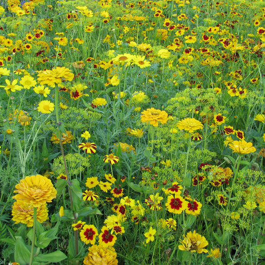 Goldfarbene Blütenmischung - Bakker