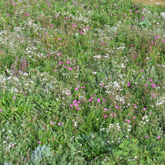 Blühender Bodendecker - Bakker