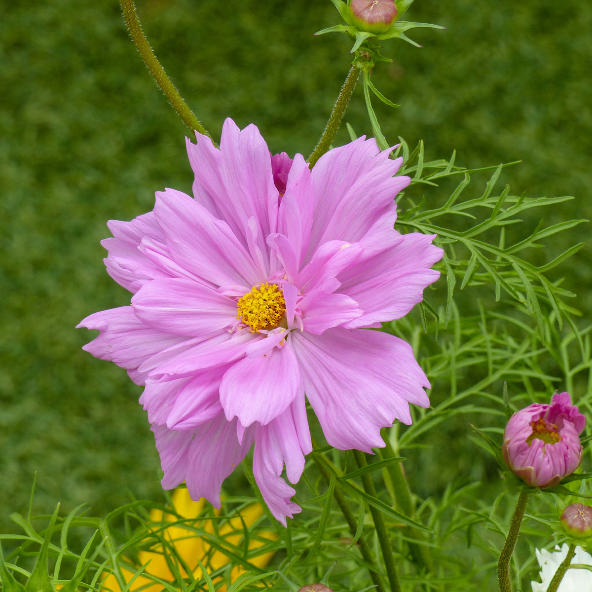 Cosmos bipinnatus 'Double Dutch Rose' - Schmuckkörbchen 'Double Dutch Rose' - Samen für Blumenbeete und -ränder