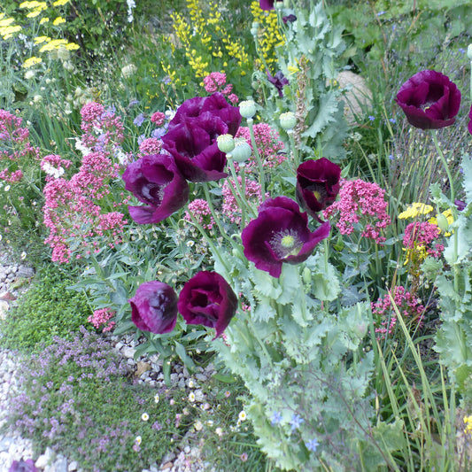 Schlafmohn Lauren's Grape - Bakker